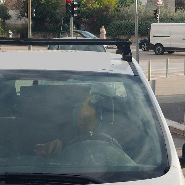 Papiga u autu
Facebook Prometne zgode i nezgode