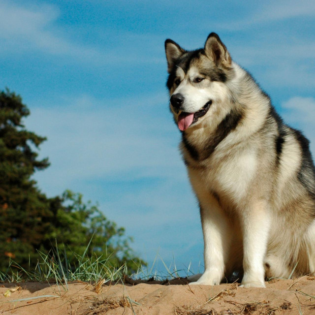Aljaški malamut
