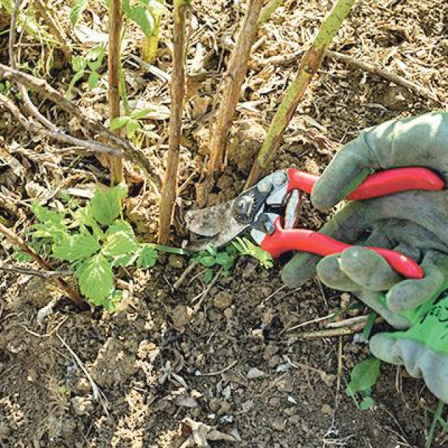 U ovo vrijeme može se nastaviti sa sadnjom malina te orezivanjem ribiza i ogrozda