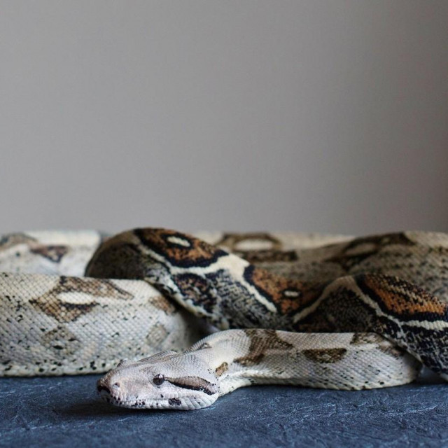 Boa constrictor, ilustracija