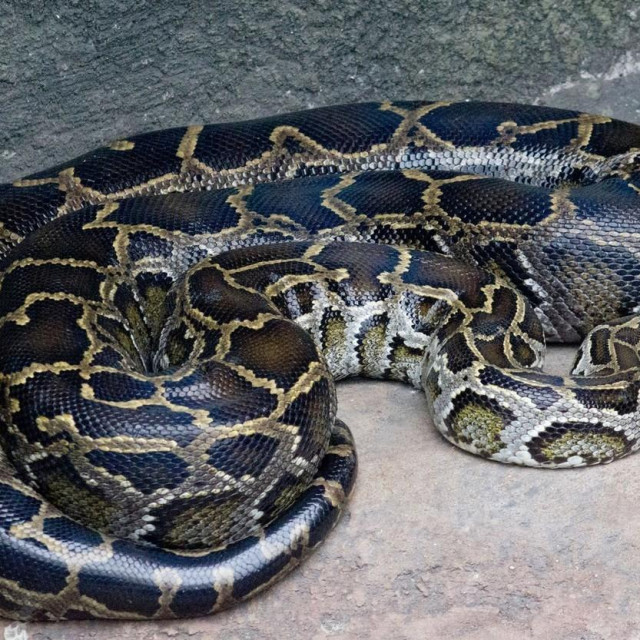 Burmanski piton, ilustracija