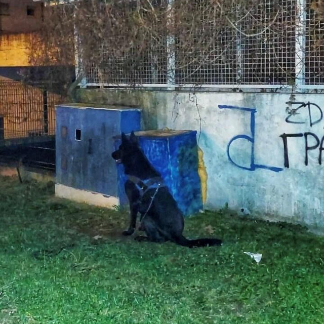 Policijski pas Bella