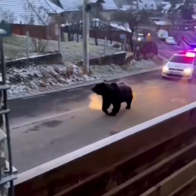 Medvjed na Zlatiboru
 