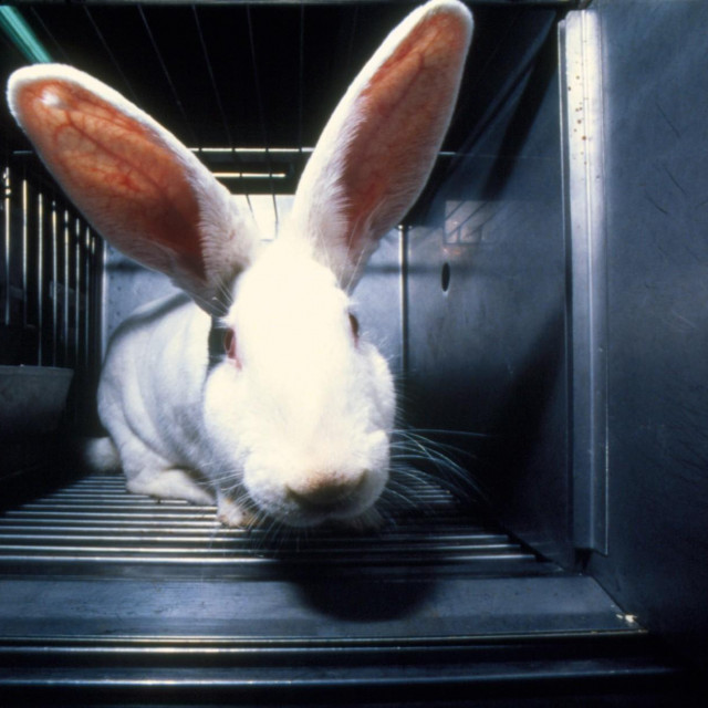 Jedan od brojnih zečeva koji se koriste u laboratorijima diljem svijeta