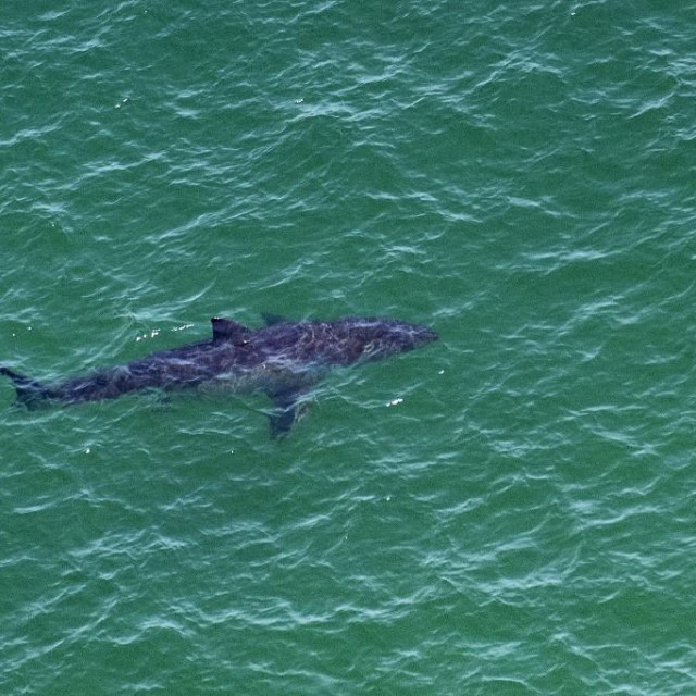 Velika bijela psina (ilustracija)