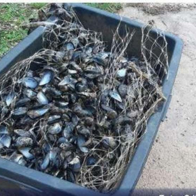 Uginule dagnje u Novigradskom moru