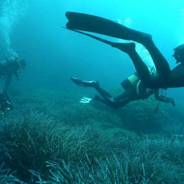 Potraga za Gušterom