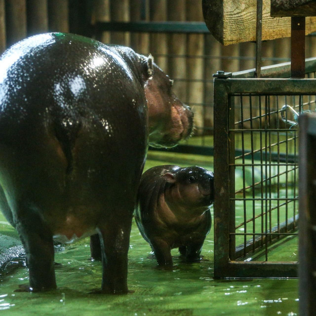 Majka Inola i njeno mlado