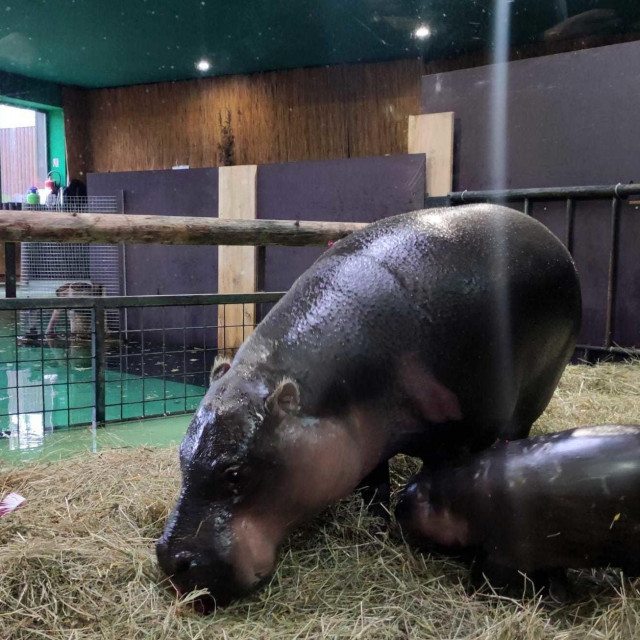 Vodenkonjica Inola s malenom
 