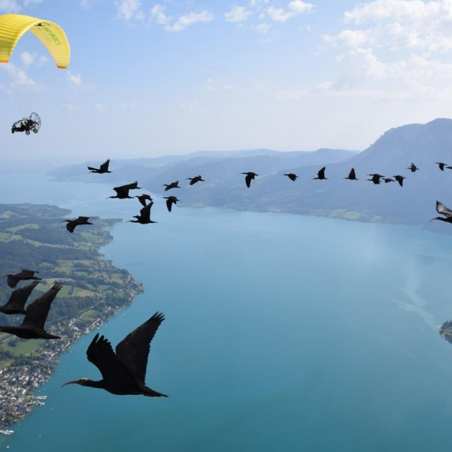 Ćelavi ibisi u letu
 