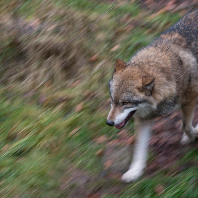 Vuk, Ilustrativna fotografija