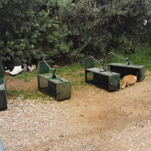 Hvatanje slobodnoživućih mačaka
 