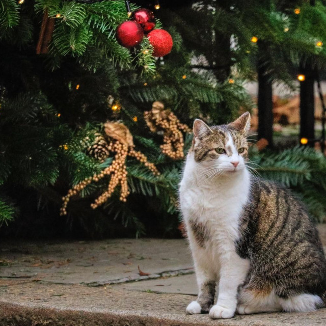 London, UK, 30th Nov 2022. Larry the Cat, Chief Mouser and famous feline of Downing Street, sits patiently at the 10 Downing Street black door under a festive Christmas wreath today, then goes to investigate the pretty Christmas Tree and its decorations.,,Image: 741244258, License: Rights-managed, Restrictions:, Model Release: no, Credit line: IMAGEPLOTTER/Avalon/Profimedia