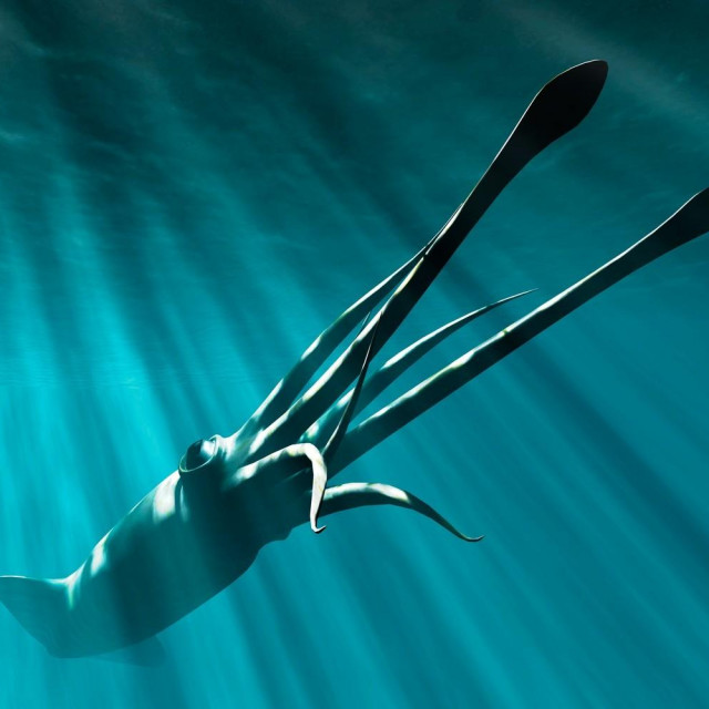 Divovska lignja, ilustracija