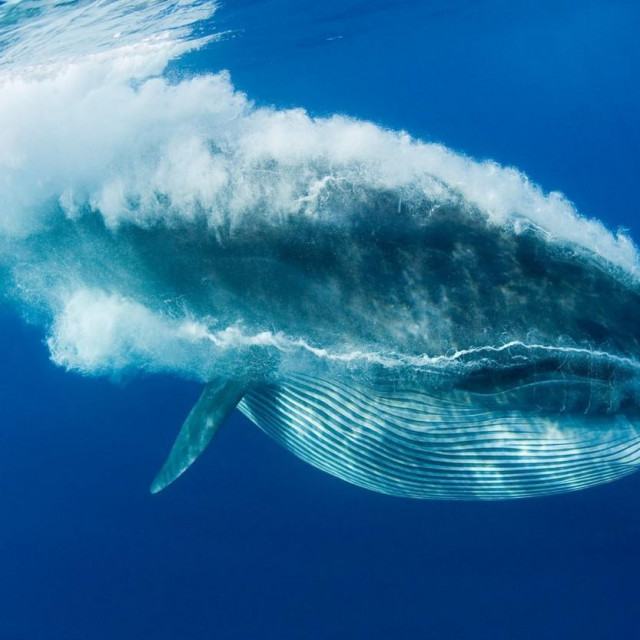 Bryde‘s whale, ilustracija