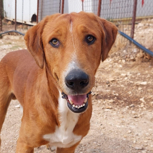 Pas Rondo jedan je od onih koji traže dom
 