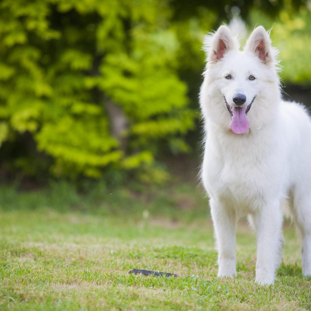 Švicarski bijeli ovčar