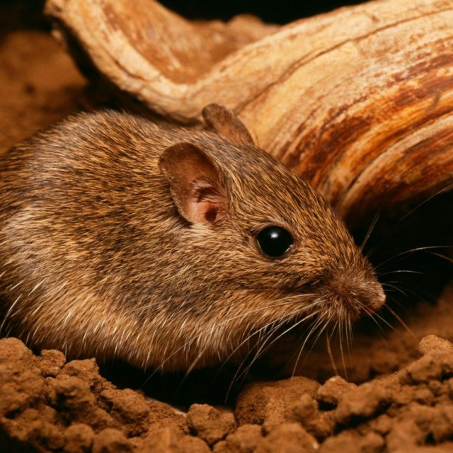 Pacifički džepni miš