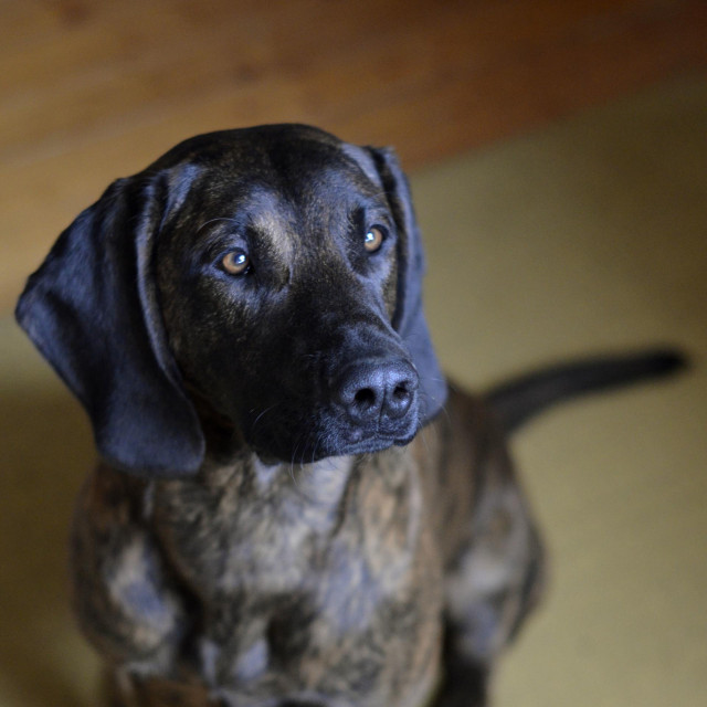 Pas Rudi među prvima u Hrvatskoj dobio je licencu za traganje za stjenicama