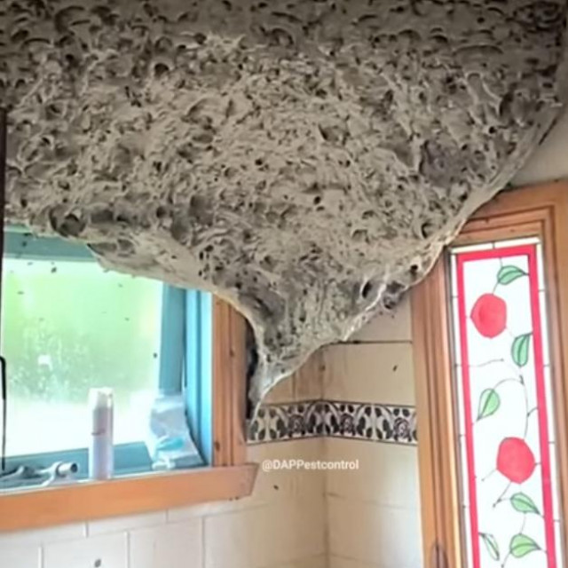 Čudovišno gnijezdo