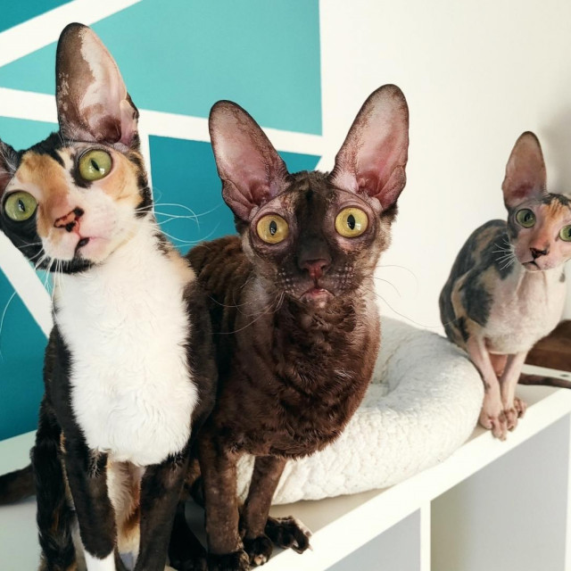 Cornish Rex
 