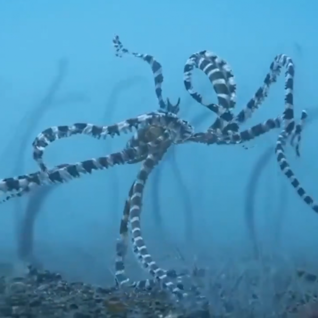 Wunderpus photogenicus