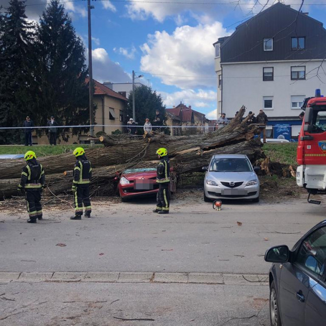 Srušena stabla u Labinskoj
