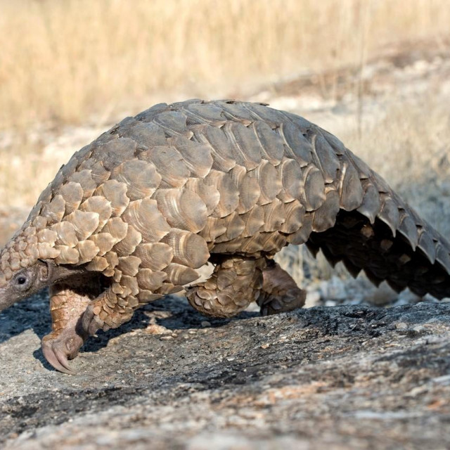 Pangolin