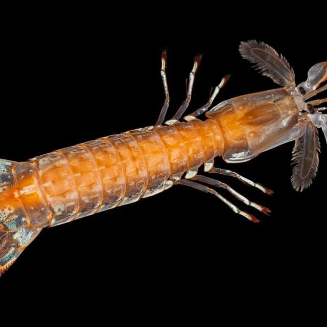 Parasquilla ferussaci