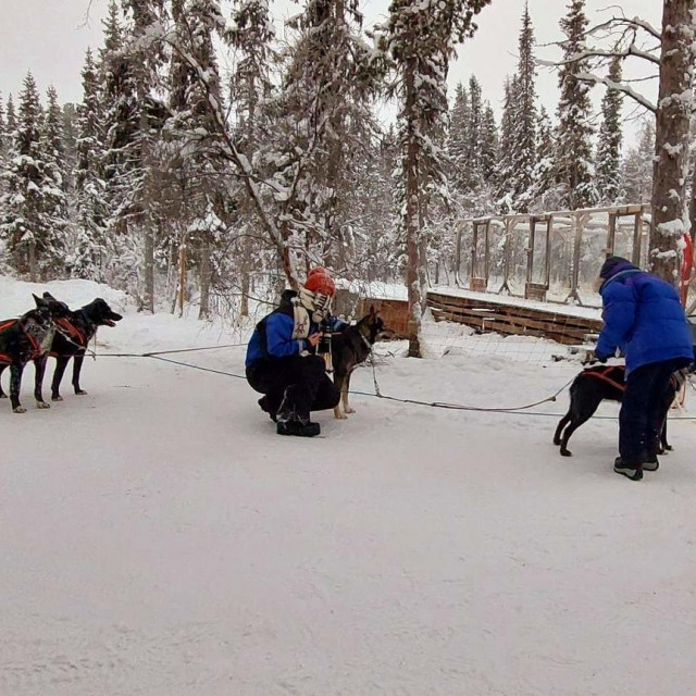 Pseće saonice u Laponiji