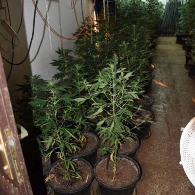 Laboratorij za uzgoj marihuane/ilustracija