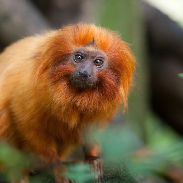 Tamarin, ilustracija