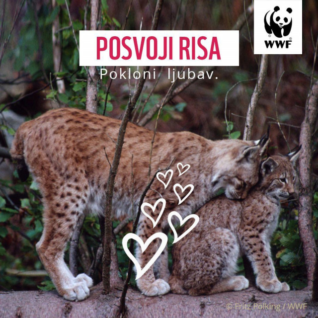 Pokloni ljubav