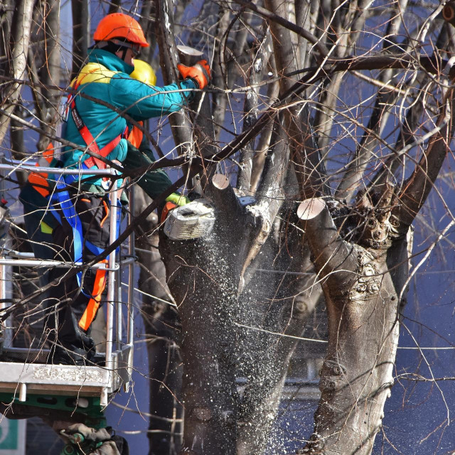 Rušenje bolesnih stabala u Puli