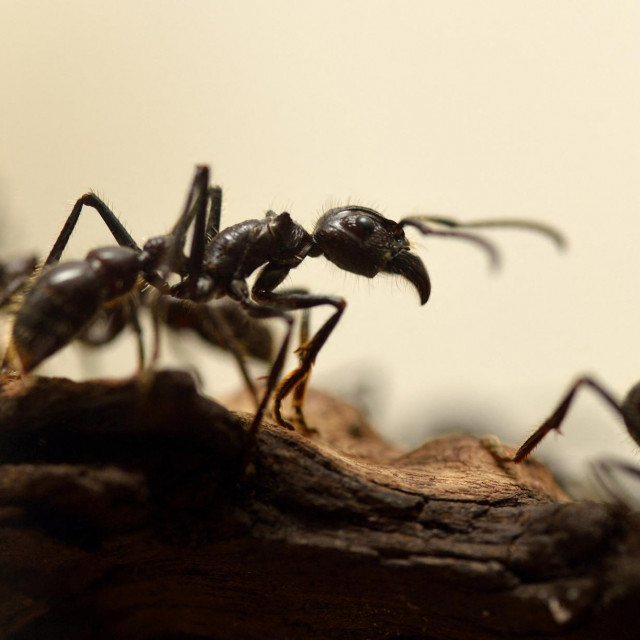 Mravi su porodica kukaca koja živi u velikim zadružnim zajednicama, a mogu se naći na svim kontinentima osim na Antarktici