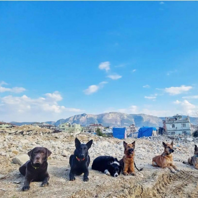 Psi iz Hrvatske u potresom razrušenoj Turskoj