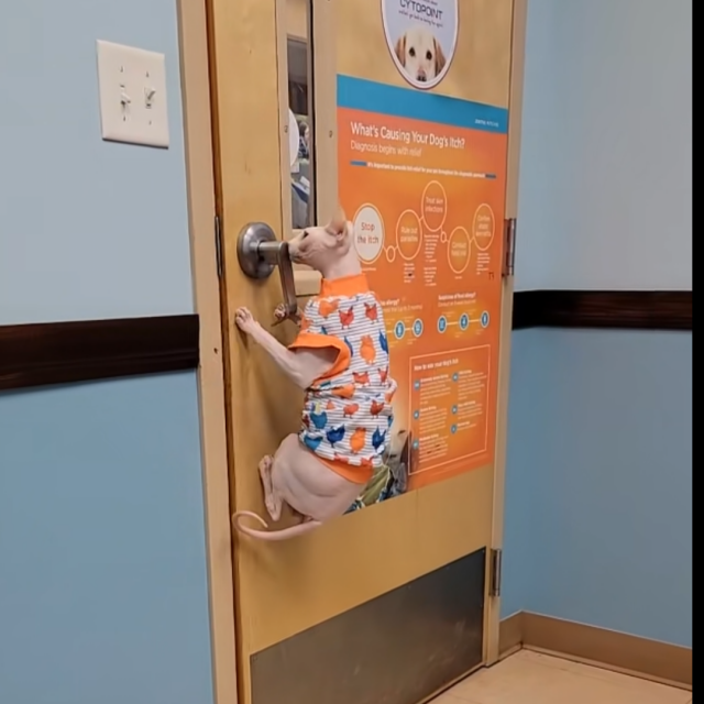 Mačka bježi od veterinara
 