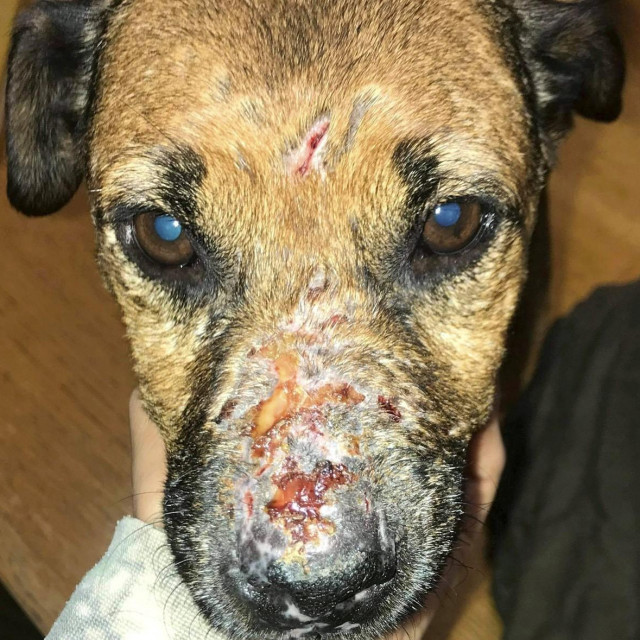 Ozlijeđeni pas, ilustracija