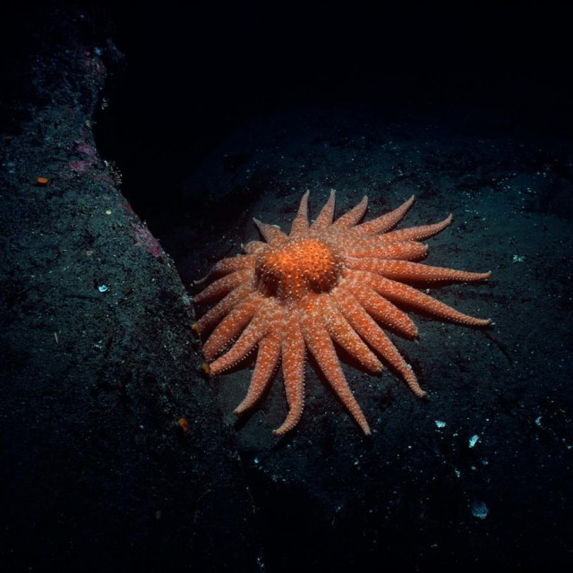 Morska zvijezda suncoket