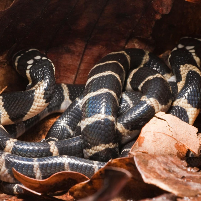 Kobra, Ilustrativna fotografija