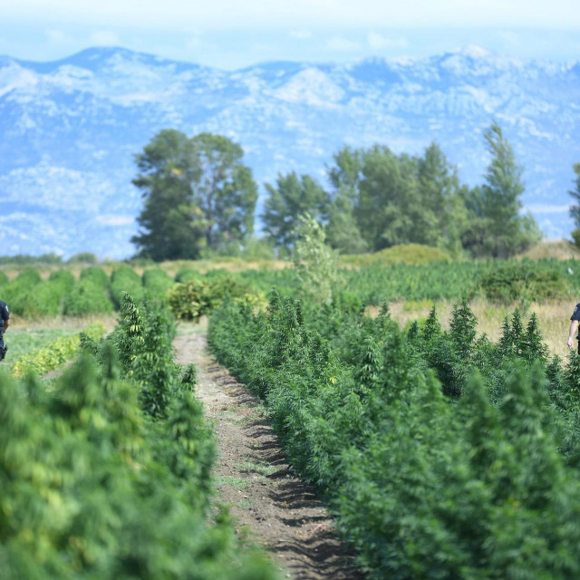 Plantaža industrijske konoplje