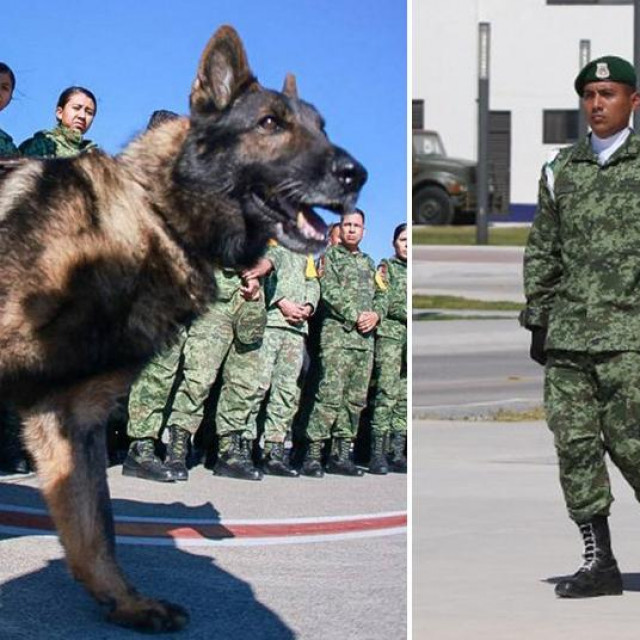 Pas Proteo i njegov ispraćaj