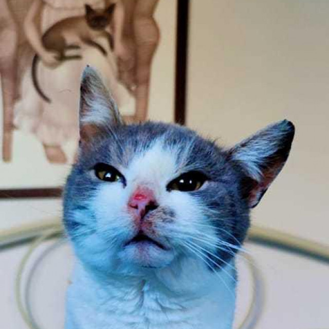 Nažuljani nos u transporteru