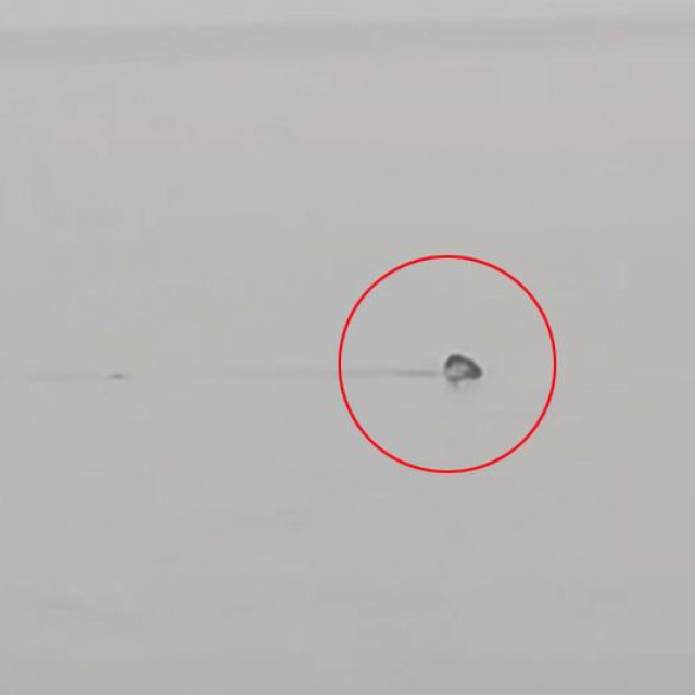 Golema psina snimljena u pulskom akvatoriju