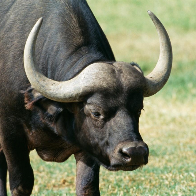 Afrički bivol, ilustracija