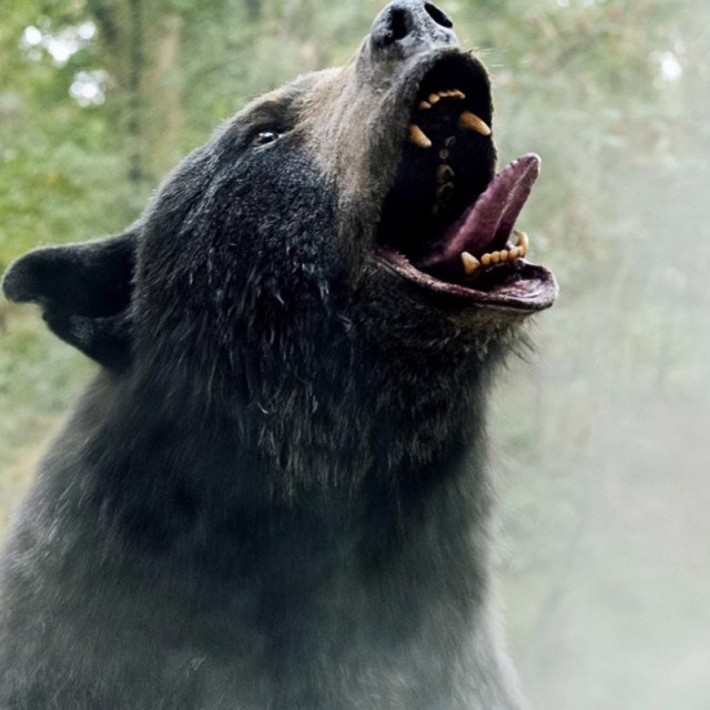 Glavni lik film ”Kokainski medvjed” crni je medvjed koji živi u jednom američkom nacionalnom parku