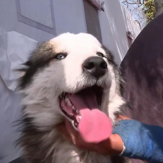 Haski Alex pronađen u ruševinama u Turskoj