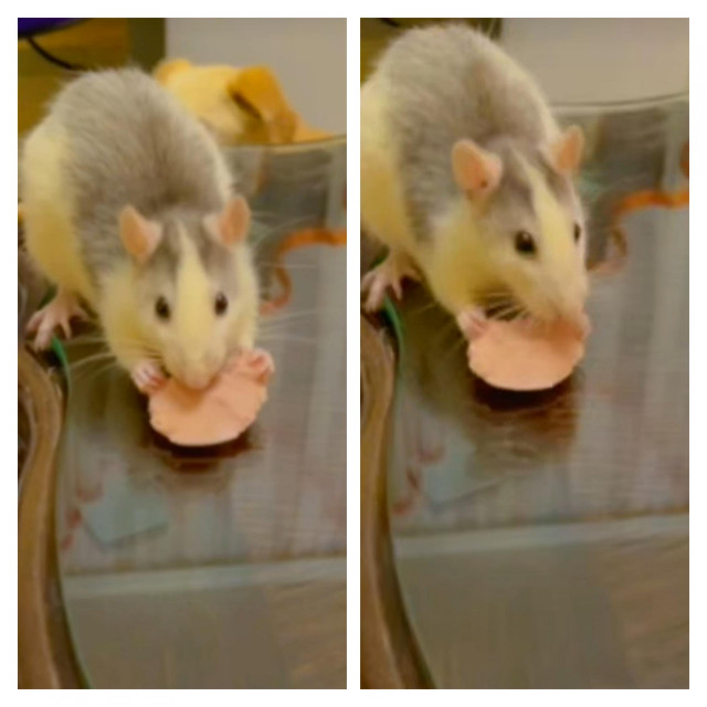 Štakor Smrada
Azil Draževac, uz dozvolu za VM