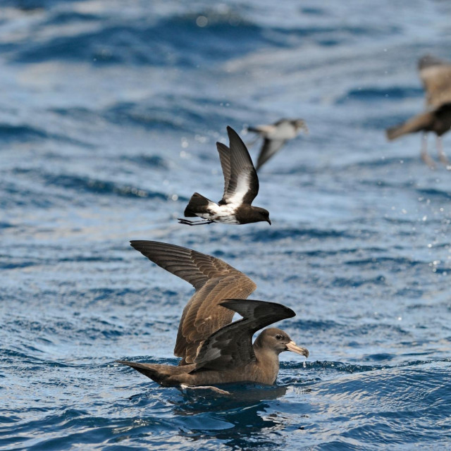 Mesnatonogi zovoji (Puffinus carneipes)