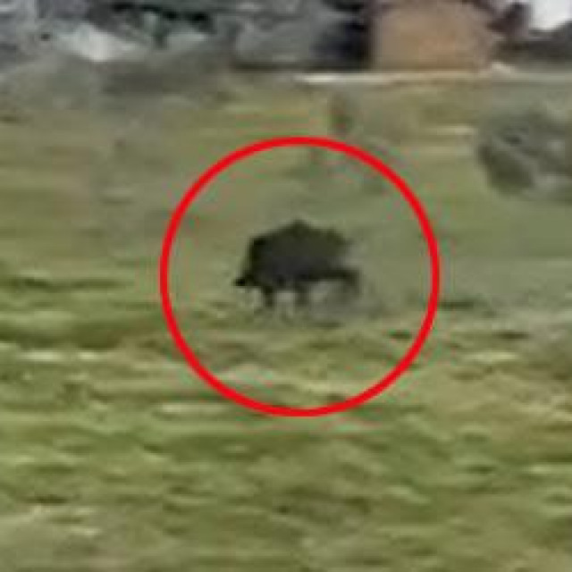 Divlja svinja trači